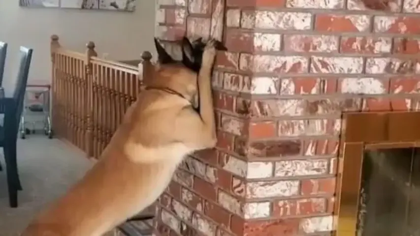 Watch: Little girl plays hide and seek with dog; Internet loves it