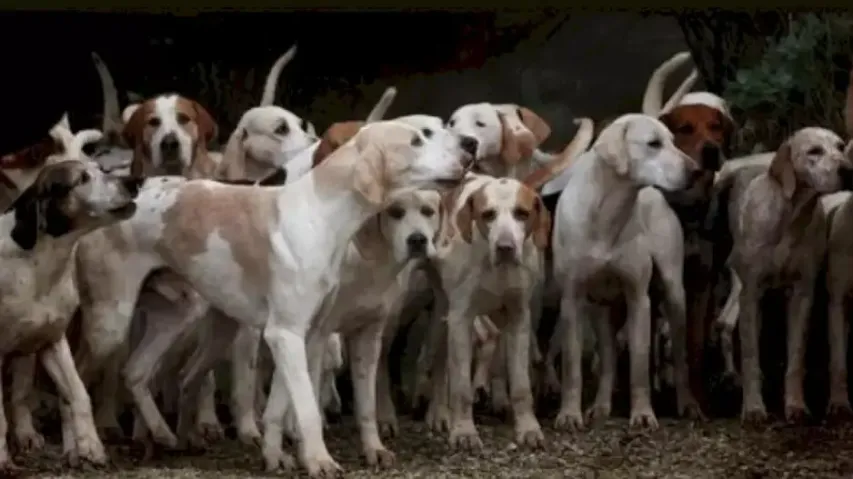 Spot the tiger among dogs in 20 seconds