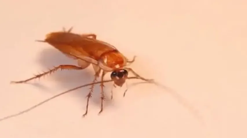 This Valentine’s Day, you can name a cockroach after your Ex in this zoo