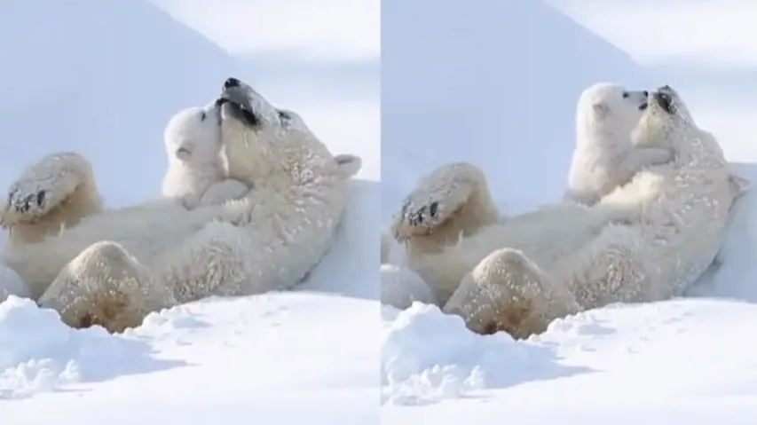 Polar bear cub‘s cuddling moment with mother on snow is the best thing on internet, watch