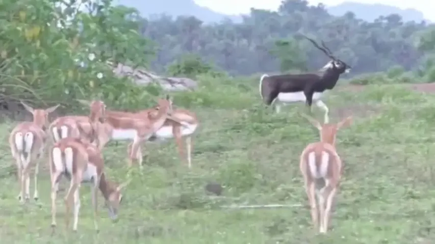 Blackbucks In Ganjam