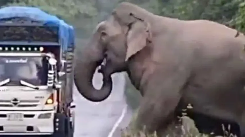 Jumbo collects ‘tax’ from vehicle for safe passage! Watch
