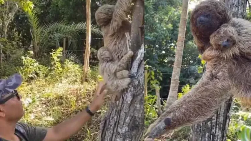 Mother sloth’s gesture towards human for reuniting with baby is heart-warming, watch