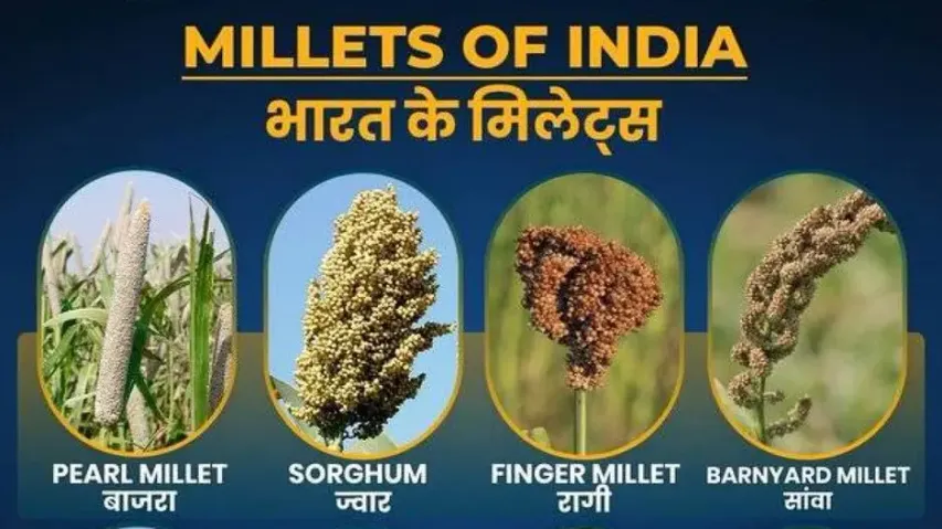 Millets of India
