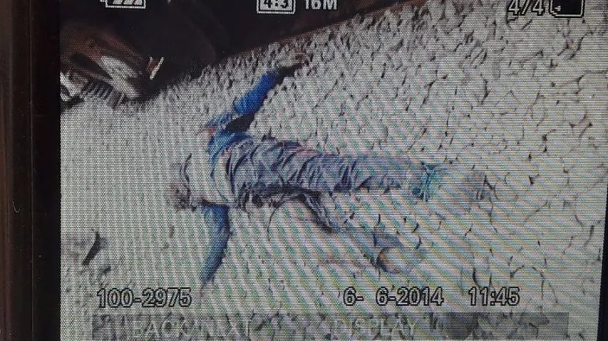 Selfie craze claims techie's life