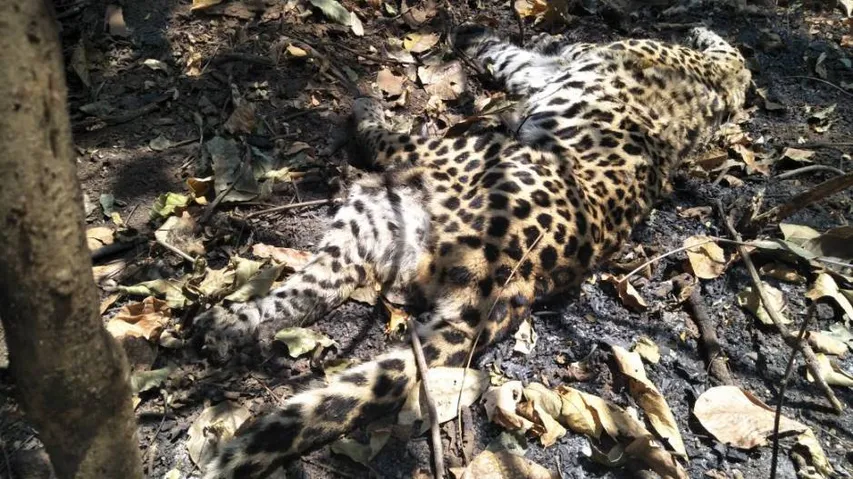 Leopard found dead in Bolangir
