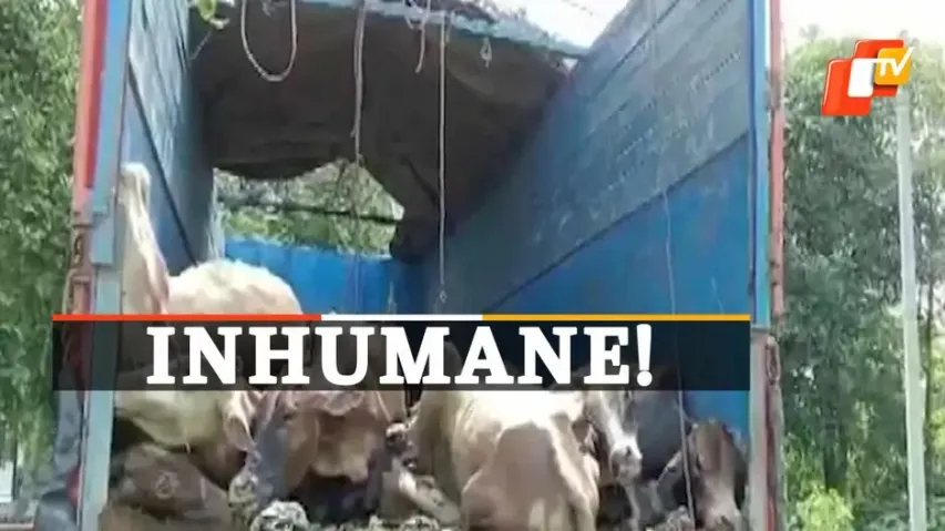 Cow Smuggling, Bokakhat