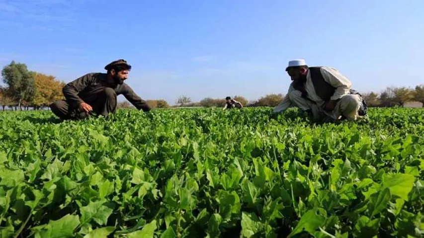 Afghanistan seeks agriculture tie-ups with India