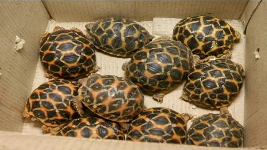10 star tortoises seized from Saheed Nagar pet store; 2 held