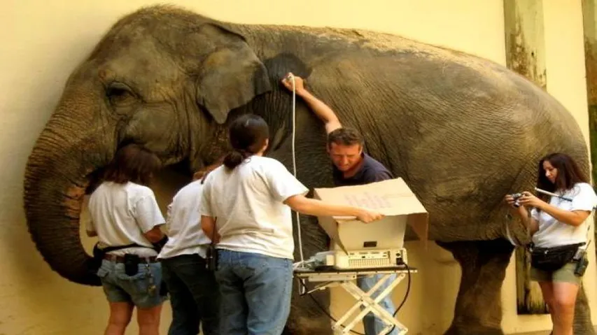 American zoo begin training Indian vets in modern animal care trends