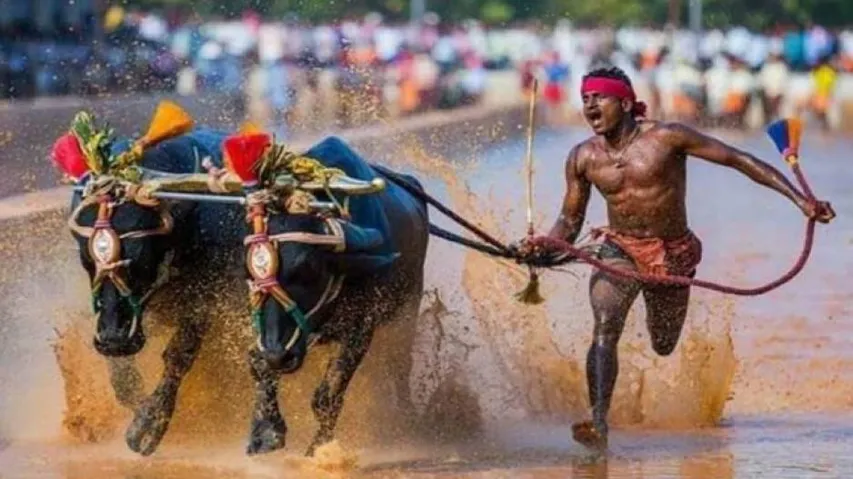 Jolt For Indian Bolt From Another Kambala Jockey