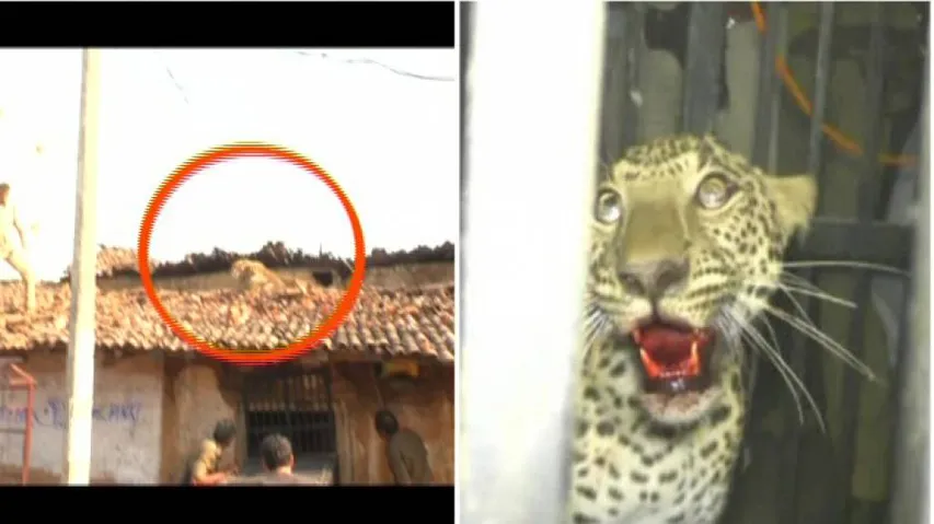 Leopard captured in Kantabanji after 12-hour rescue operation