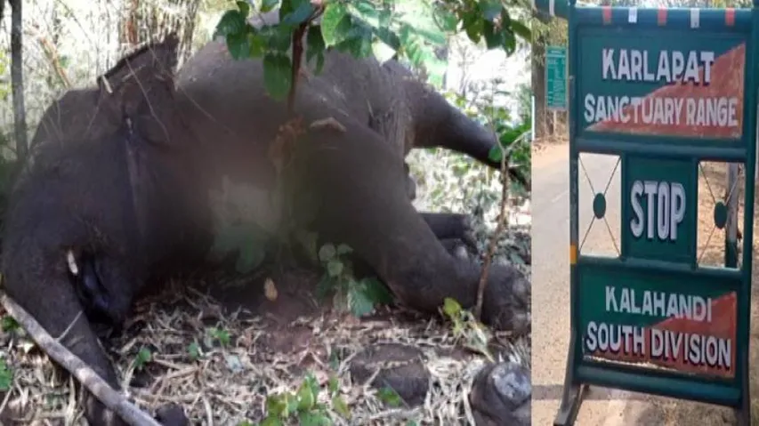 Elephant Deaths In Karlapat Sanctuary: Drone Cameras To Track Health Of Jumbos