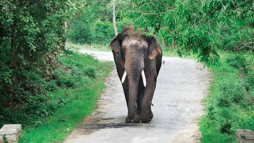 Female Elephant 'Shot By Poachers' In Odisha, Dies