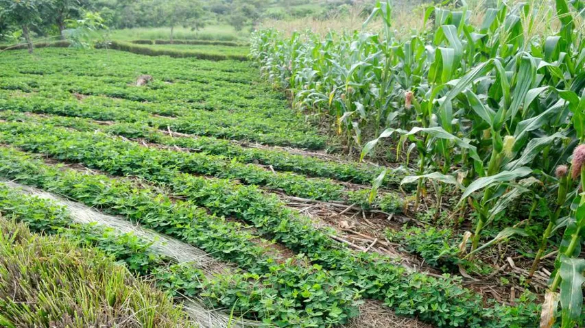 Odisha includes 7 crops under PMFBY insurance for kharif, 2017