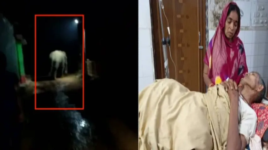 Two Killed, One Injured In Elephant Attack In Odisha