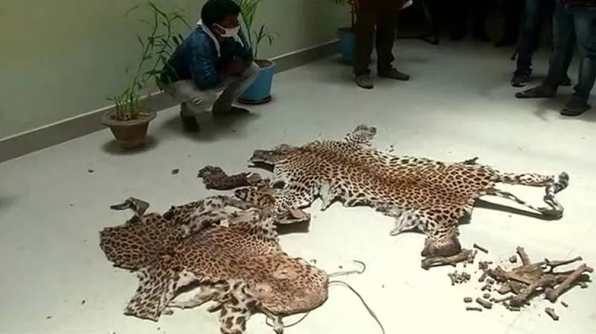 Leopard Skin Smuggling: Crime Branch STF Nabs Mastermind From Nayagarh