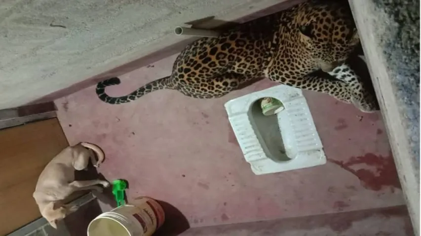 WATCH: Locked Up In A Loo How A Leopard And Dog Behave