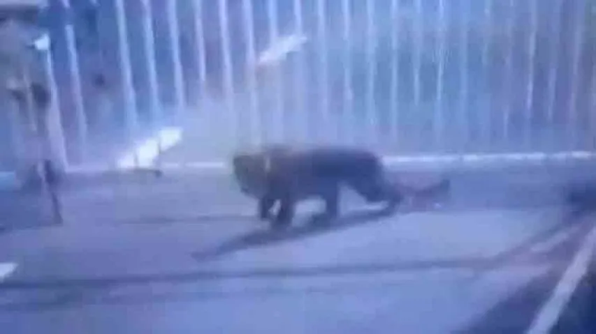 Leopard enters Gujarat secretariat; search operation on