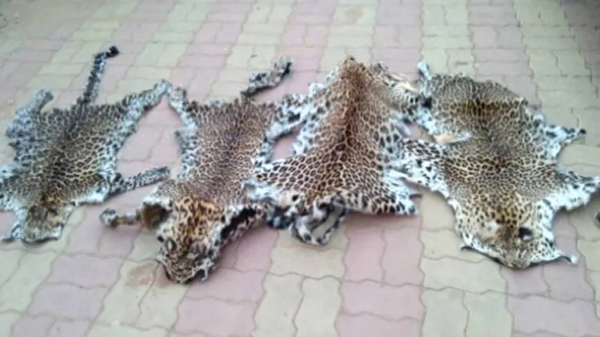 Leopard skin smuggling: Skin samples to be sent for forensic test