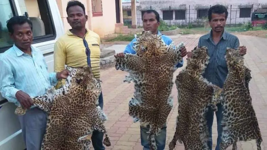 Leopard skin smuggling: Probe hints animals were shot by poachers