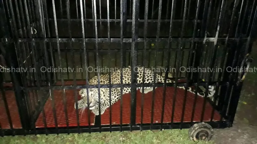 Man-eater leopard caught in Nuapada