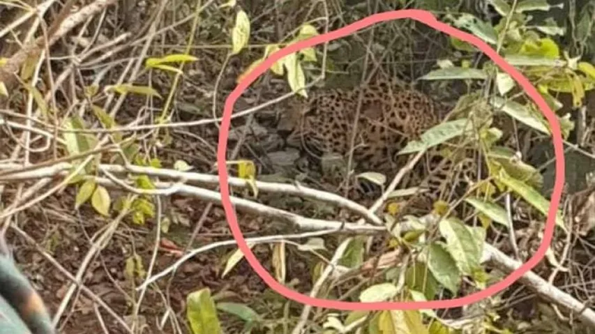 Leopard Gets Stuck In Trap, Then Escapes Triggering Panic