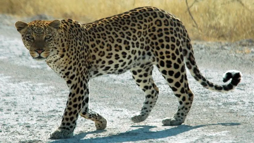 Mumbai: Leopard enters residential area, injures six