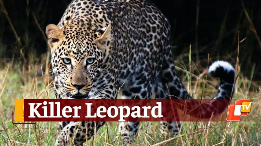 Leopard