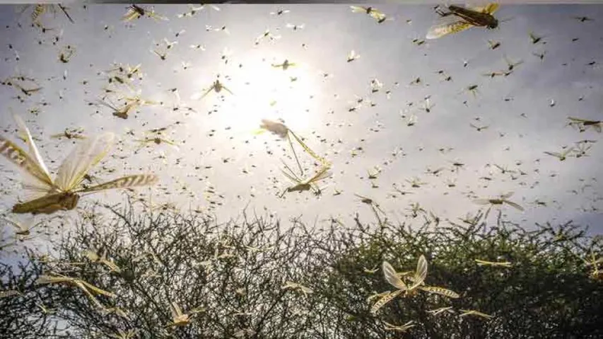 Odisha Issues SOP For Impending Locust Threat