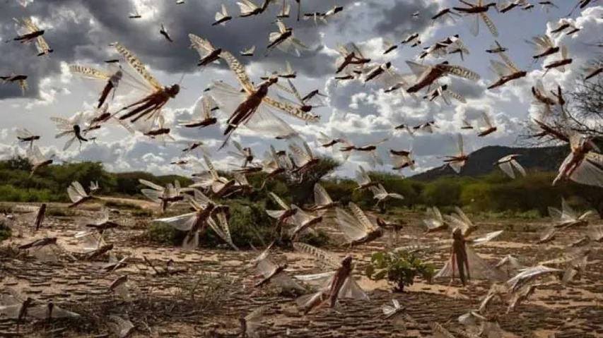 Locust Warning Sounded In Odisha