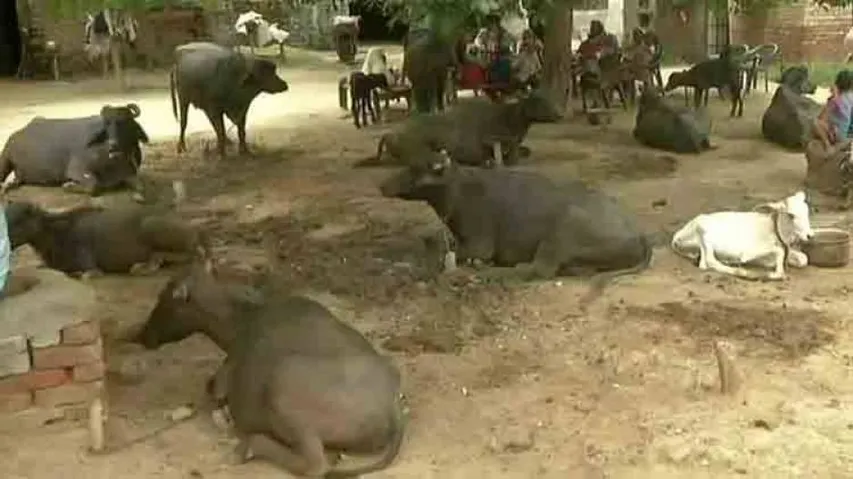 Man beaten to death on suspicion of cattle theft