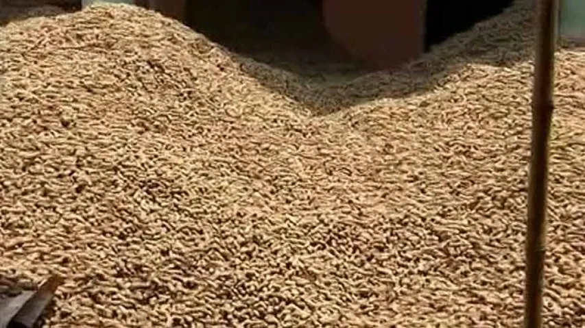 Malkangiri LAMPS MD Suspended Over Irregularities In Groundnut Procurement