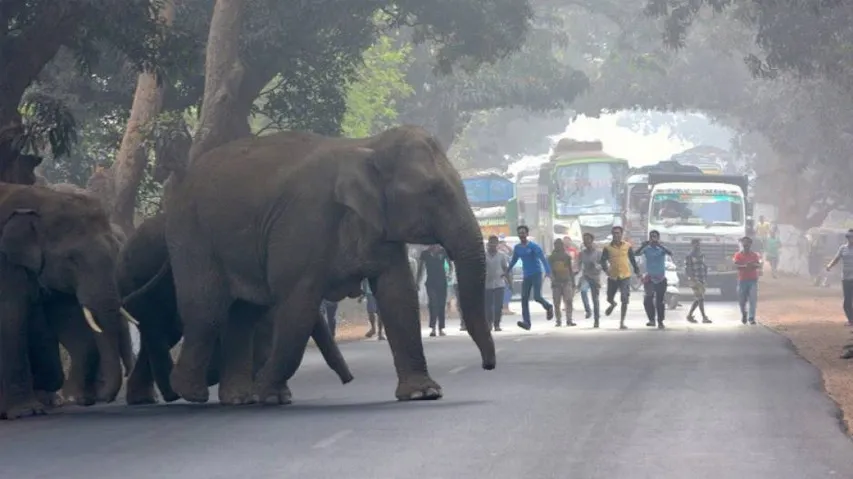 Centre Approves Advisory For Management Of Human-Wildlife Conflict