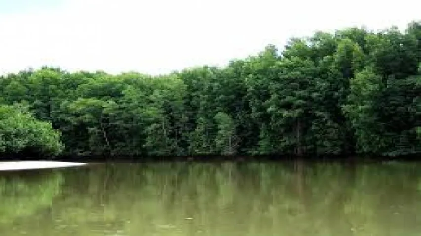 Father-son duo held for felling mangroves