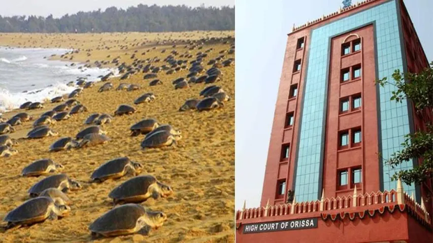 Enforce Prohibition On Fishing Around Turtle Nesting Sites, HC Tells Odisha Govt