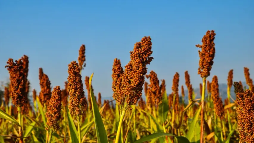 Millet