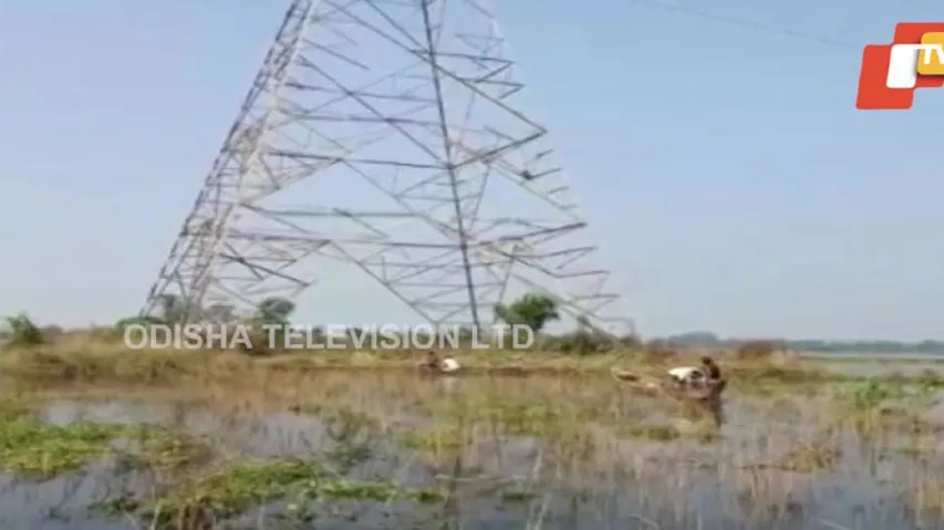 OTV Impact: Monkeys Stranded On Power Transmission Tower Rescued