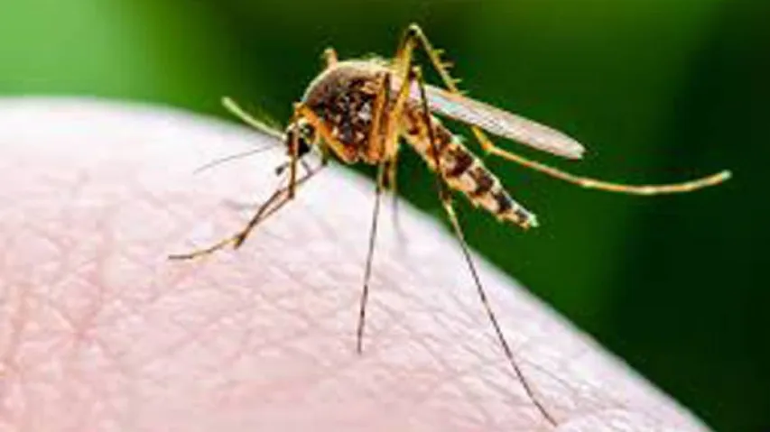 Odisha Govt extends malaria control programme till 2030-31