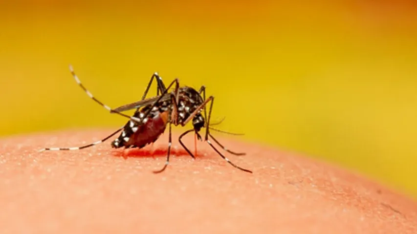 Deadly Mosquito-Borne Virus Warning In Southern Parts Of Australia