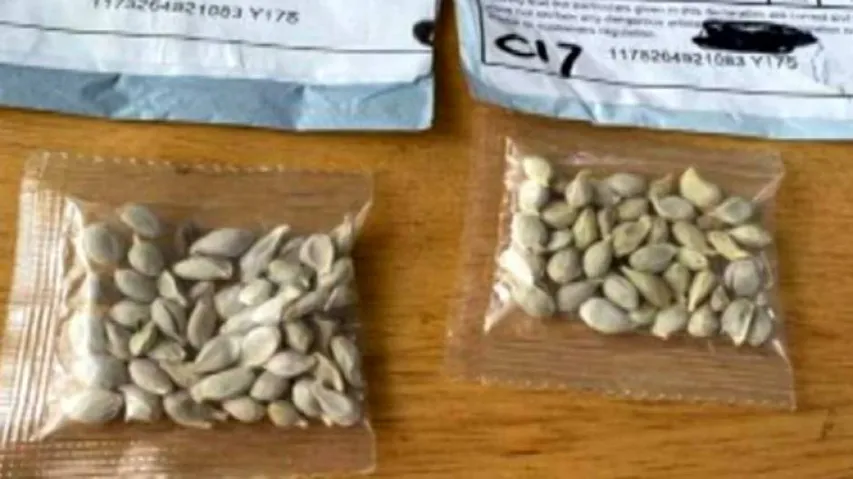 Govt Cautions Farmers On 'Mystery Seed' Parcels From Unknown Sources