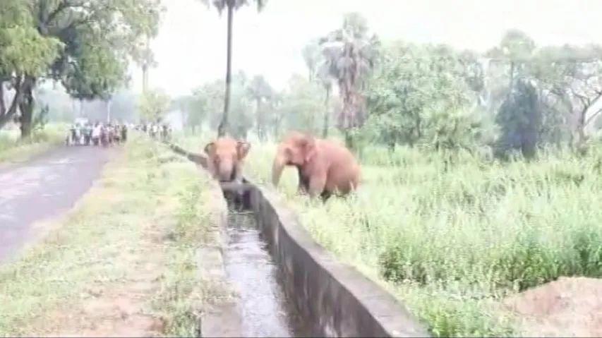 Elephant Calf Rescued From Drain After 2-Hour-Long Op In Dhenkanal (WATCH)