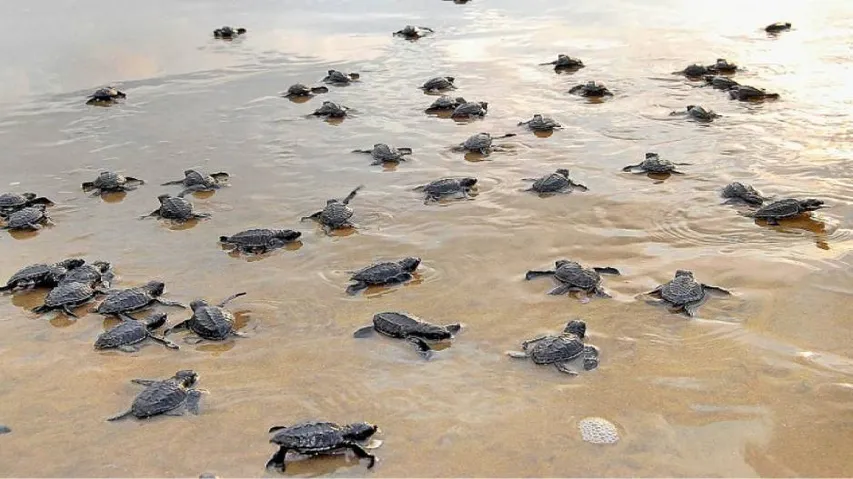 Puri beaches turn mass nesting ground for Olive Ridley turtles
