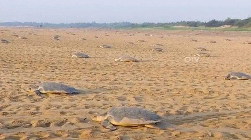 Mass nesting of Olive Ridley turtles begins at Rushikulya