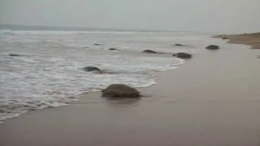 Mass nesting of Olive Ridley begins early