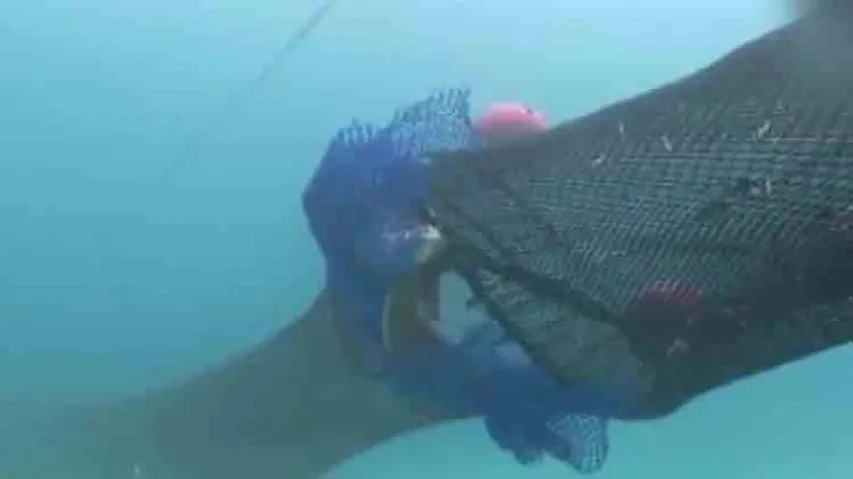 Olive Ridley Deaths: Odisha to introduce new turtle excluder devices