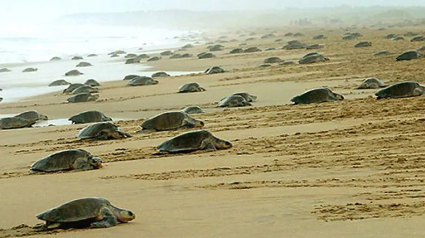 Olive Ridley turtles arrive at Gahirmatha