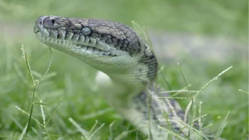 13-foot-long python rescued