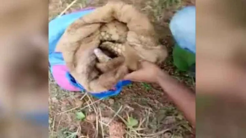 Forest Dept To Give Cash Reward For Info On Illegal Pangolin Trade