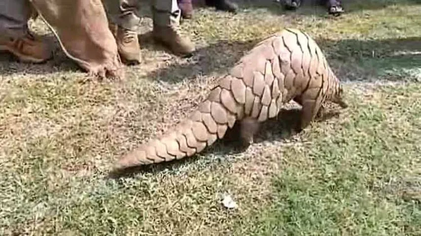 Pangolin Smuggling: PCCF Seeks Crime Branch Probe